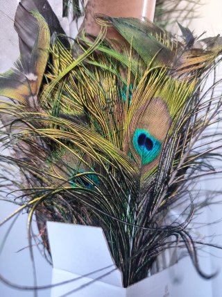 Plumas de pavo real decorativas