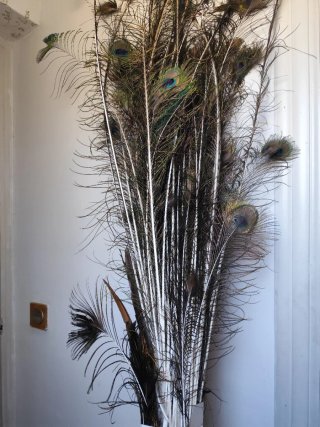 Plumas de pavo real decorativas