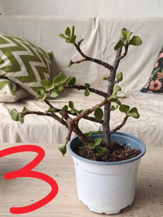 Planta Jade pequeña