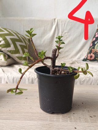 Planta Jade pequeña