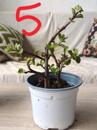 Planta Jade pequeña