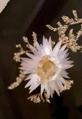 Lunetta poligonale ventaglio fiori secchi bronzo