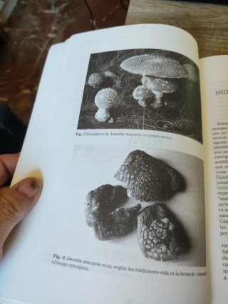 El Hongo Y  La génesis De Las Culturas Duendes Y..