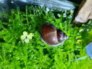Musgo de Java para acuario.