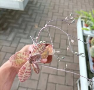 Kalanchoe Humilis Desert Surprise Mini