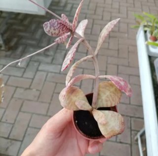 Kalanchoe Humilis Desert Surprise Mini