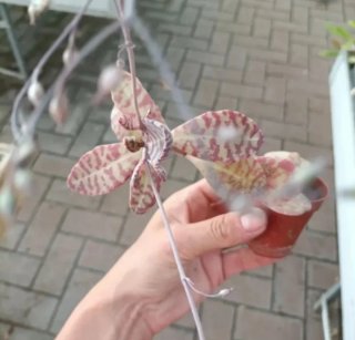 Kalanchoe Humilis Desert Surprise Mini