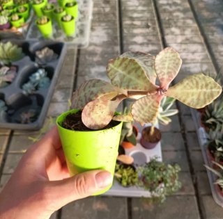 Kalanchoe Humilis Desert Surprise Mini