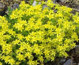 Pianta tappezzante Sedum Sarmentosum fiori gialli