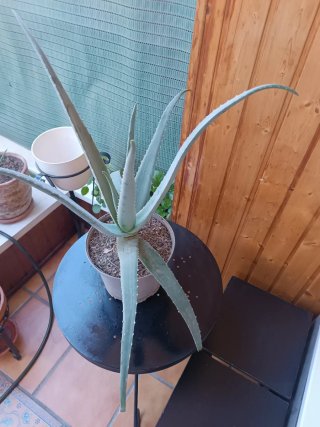 Aloe Vera. Planta decorativa.