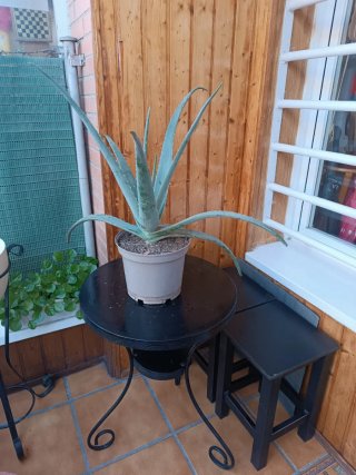 Aloe Vera. Planta decorativa.
