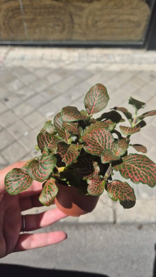Planta Fittonia Roja