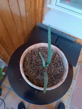 Planta Áloe Vera Decorativa
