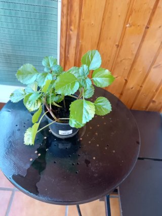 Planta decorativa del dinero