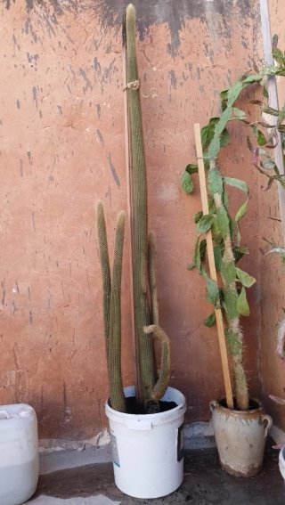 Cactus alto en maceta