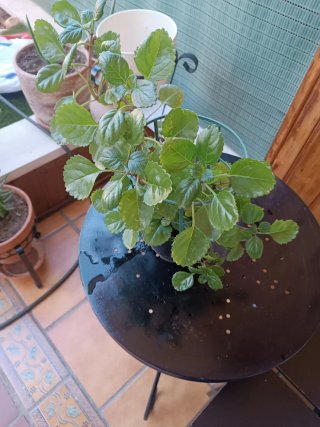 Planta decorativa del dinero.