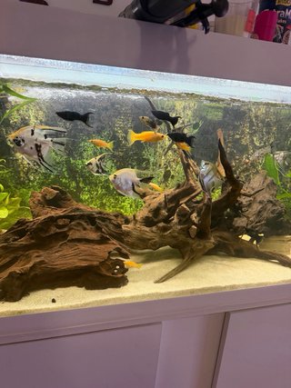 Acuario Eheim 240