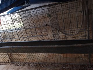 Jaula para gallinas metálica