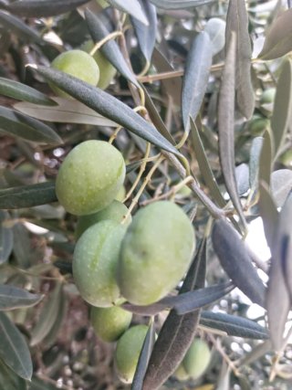 Olive verdi fresche frutto freshe raccolte al mome