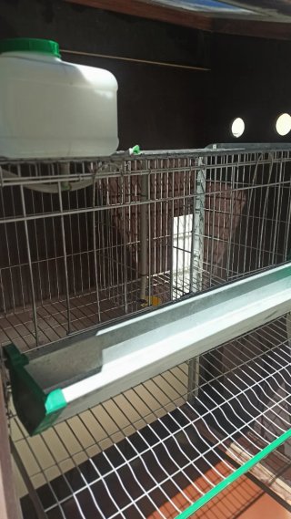Gallinero portátil madera exterior, precio negocia