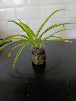 Planta de interior em vaso de vidro