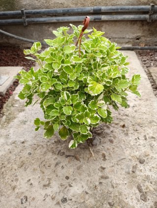 Pack 2 Plantas Colgantes