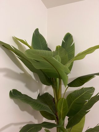 Platanera artificial grande y plantas pequeñas