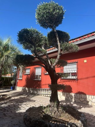Regalo Olivo ornamental topiario