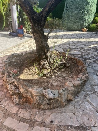 Regalo Olivo ornamental topiario