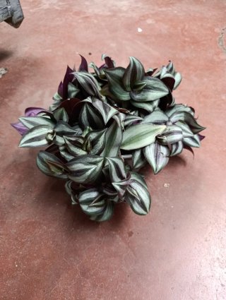 Trío de plantas de interior