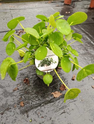 Trío de plantas de interior