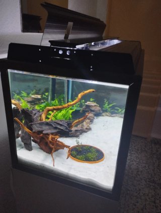Acuario 240L