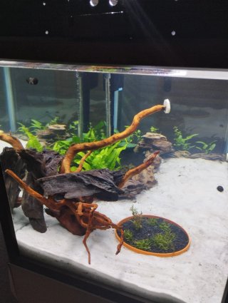 Acuario 240L