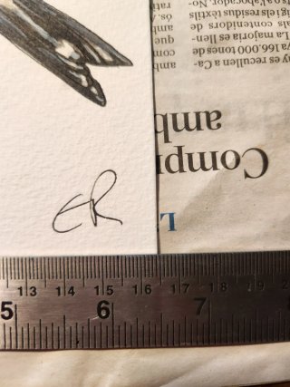 Jilguero acuarela pintado a mano