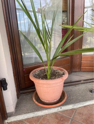 Pianta di Palma Phoenix dactylifera