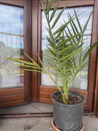 Phoenix dactylifera in vaso