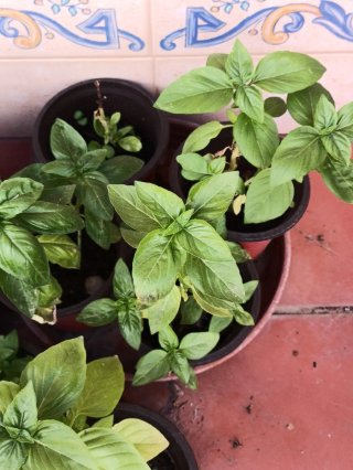 Plantas de Albahaca Fresca