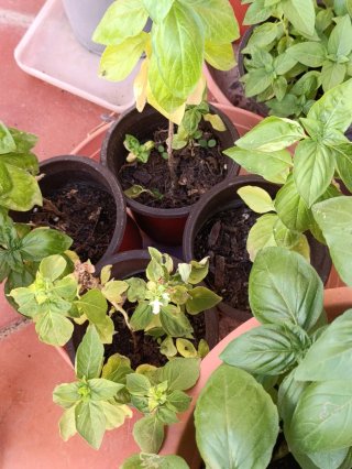 Plantas de Albahaca Fresca