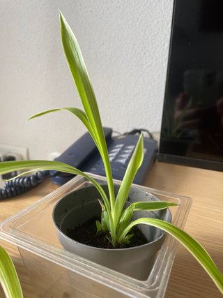 Hijuelo/Esqueje Planta Mala Madre