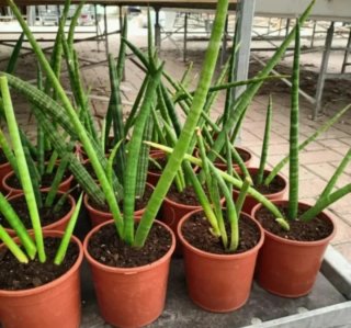 Sanseveria Cylindrica 30-50cm