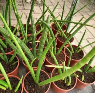 Sanseveria Cylindrica 30-50cm
