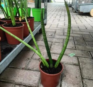 Sanseveria Cylindrica 30-50cm
