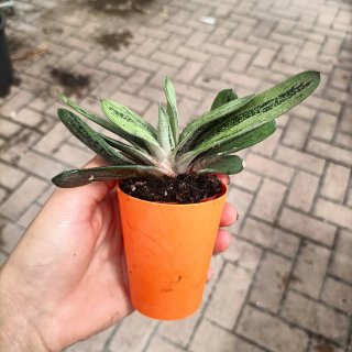 Gasteria Little Warty Mini