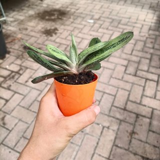 Gasteria Little Warty Mini
