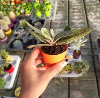 Gasteria Little Warty Mini