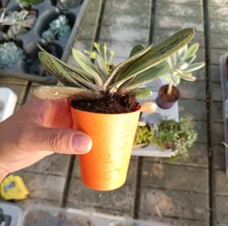 Gasteria Little Warty Mini