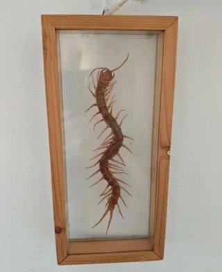 Escolopendra disecada en marco de madera