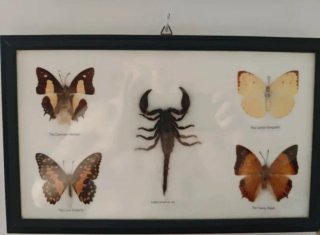 Marco con escorpión y mariposas
