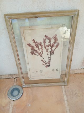 Cuadro botánico de alga marina- vintage -