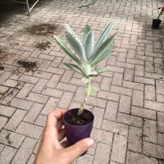 Kalanchoe Tomentosa Pianta Panda